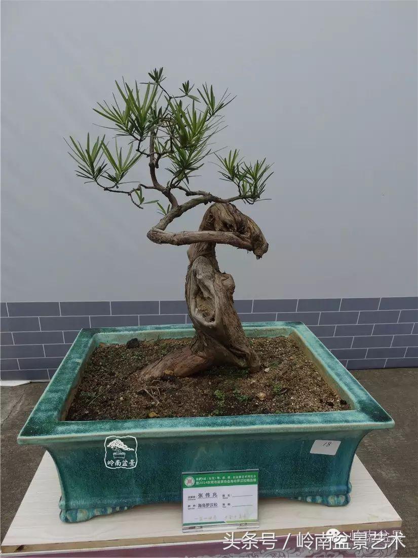 招财好运盆景,罗汉松开运招财