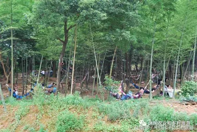 小农庄一年利润多少,二十亩地一年收入千万的小农庄