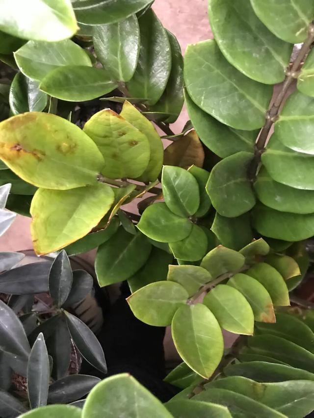 金钱树发黄枯萎怎么回事,金钱树茎变黑腐烂怎么处理