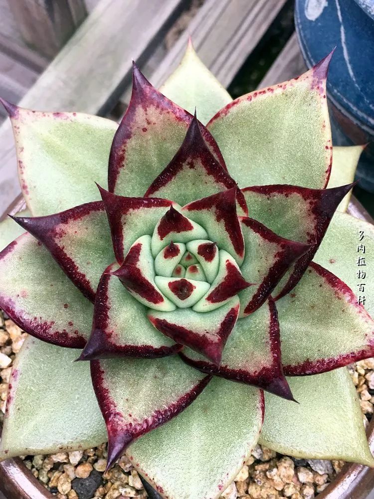 视觉盛宴美不胜收美图,视觉盛宴每个画面都美极了