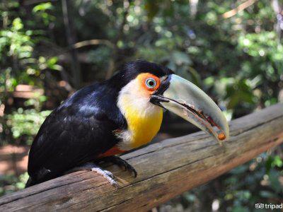 巴西巴西利亚旅游攻略,巴西游记旅游攻略