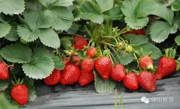 香甜多汁！佛山周边草莓采摘地图出炉！