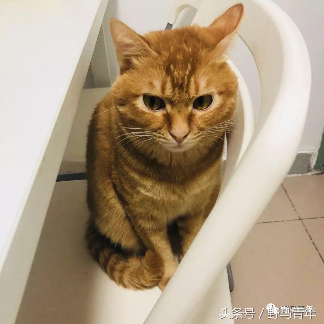 我一句说说而已，朋友就给我送了一只橘猫，结果她现在快20斤重