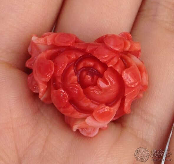 什么样的珊瑚是最好的,最好看的十种珊瑚