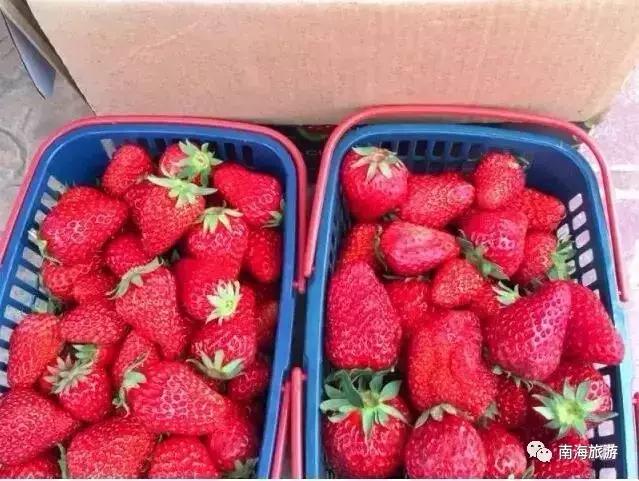 香甜多汁！佛山周边草莓采摘地图出炉！