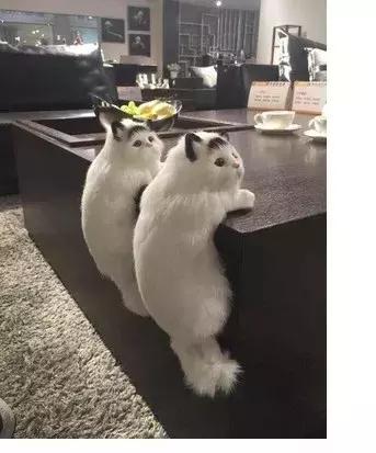 陶瓷摆件猫 (瓷摆件猫)