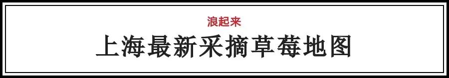 魔都温泉摘草莓,魔都温泉一日游攻略