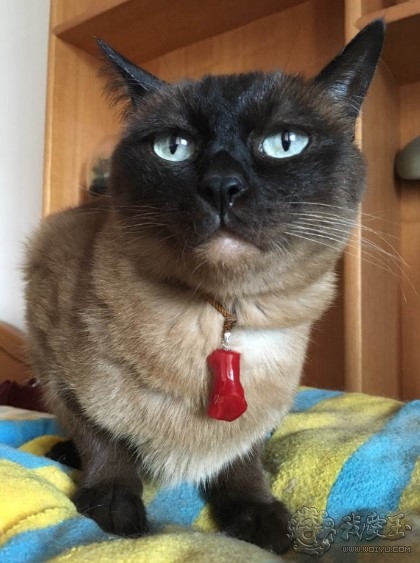 你印象中的珊瑚是怎么样的？关于价格看色的珊瑚究竟如何？来看看