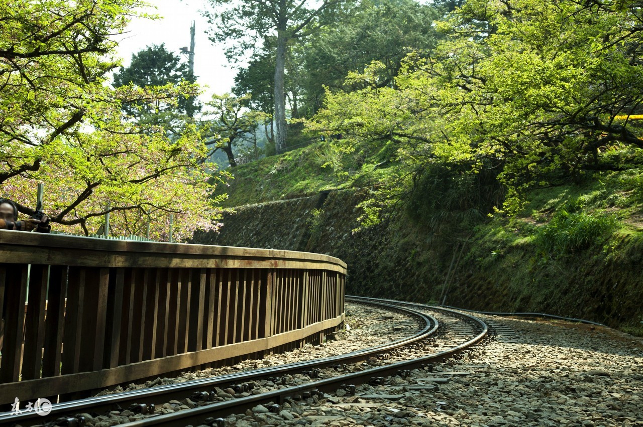 阿里山高山茶的冲泡茶具,高山茶讲解