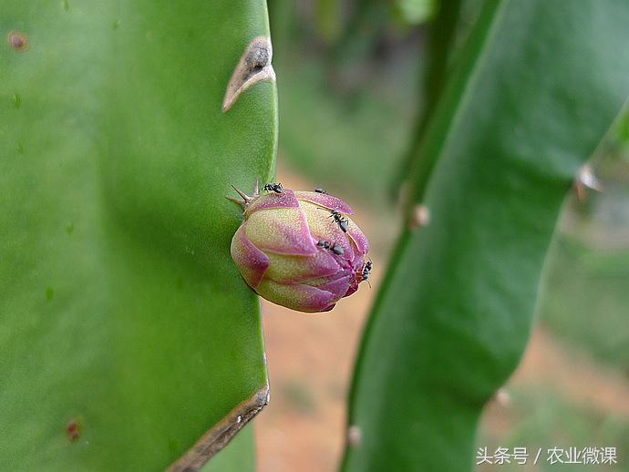 蚂蚁防治的有效方法,如何防治蚂蚁虫害的方法