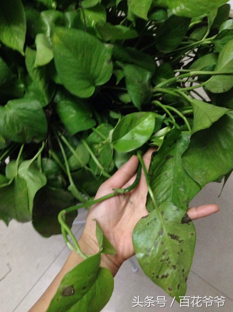 绿萝叶片发黑怎么补救,水养绿萝叶子尖发黑枯萎像烧焦