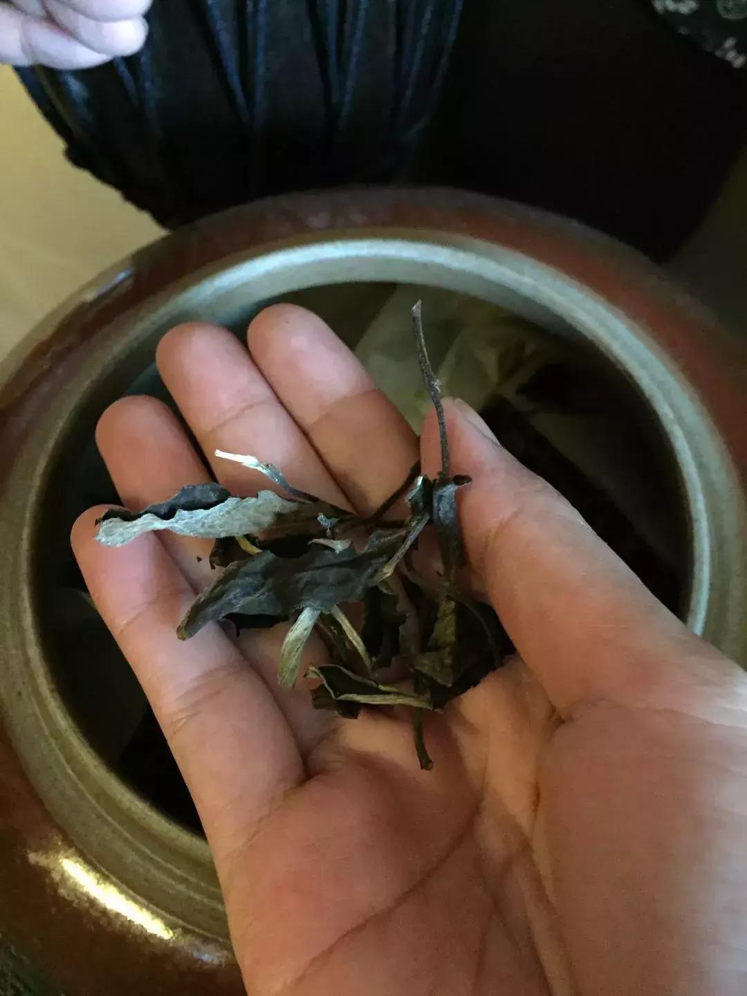 一根苦瓜茶的故事：看到最后忍不住想“暴打”习茶君