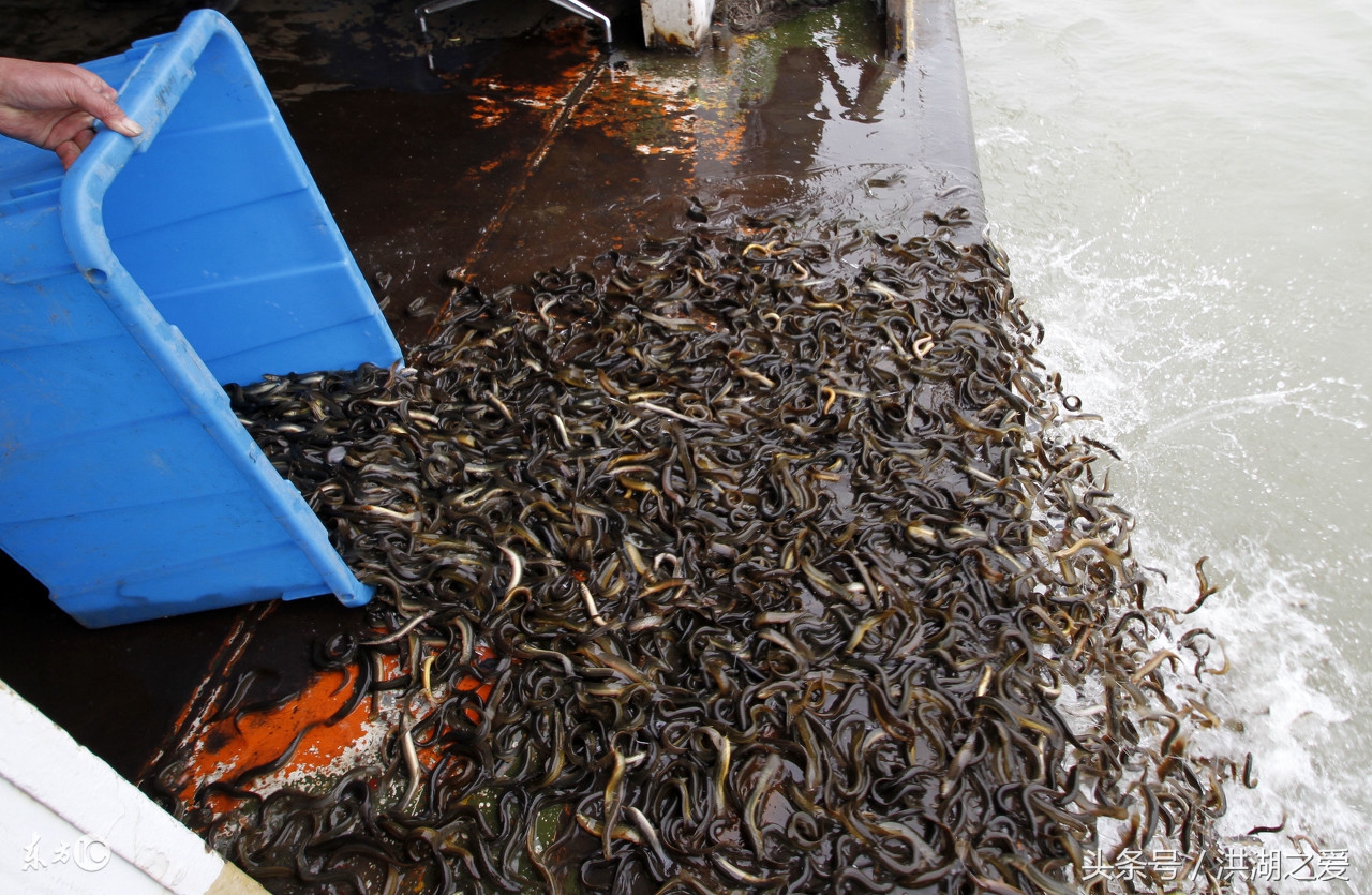 怎样捉泥鳅才能抓到,泥鳅一般怎么抓