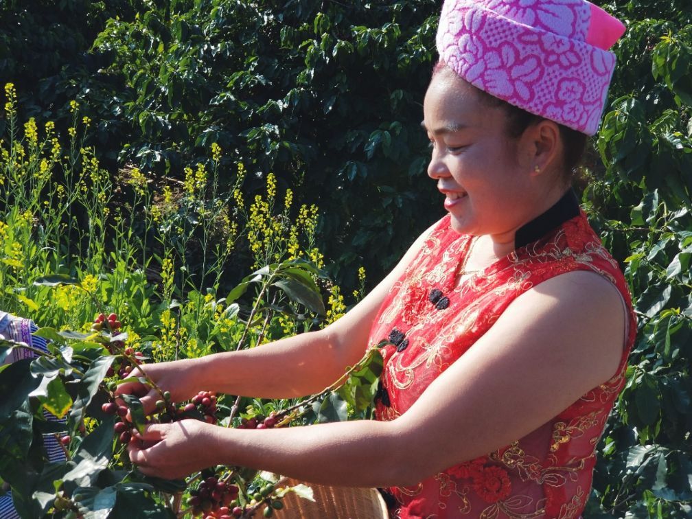 去云南适合买什么茶,云南最有名的咖啡在哪里