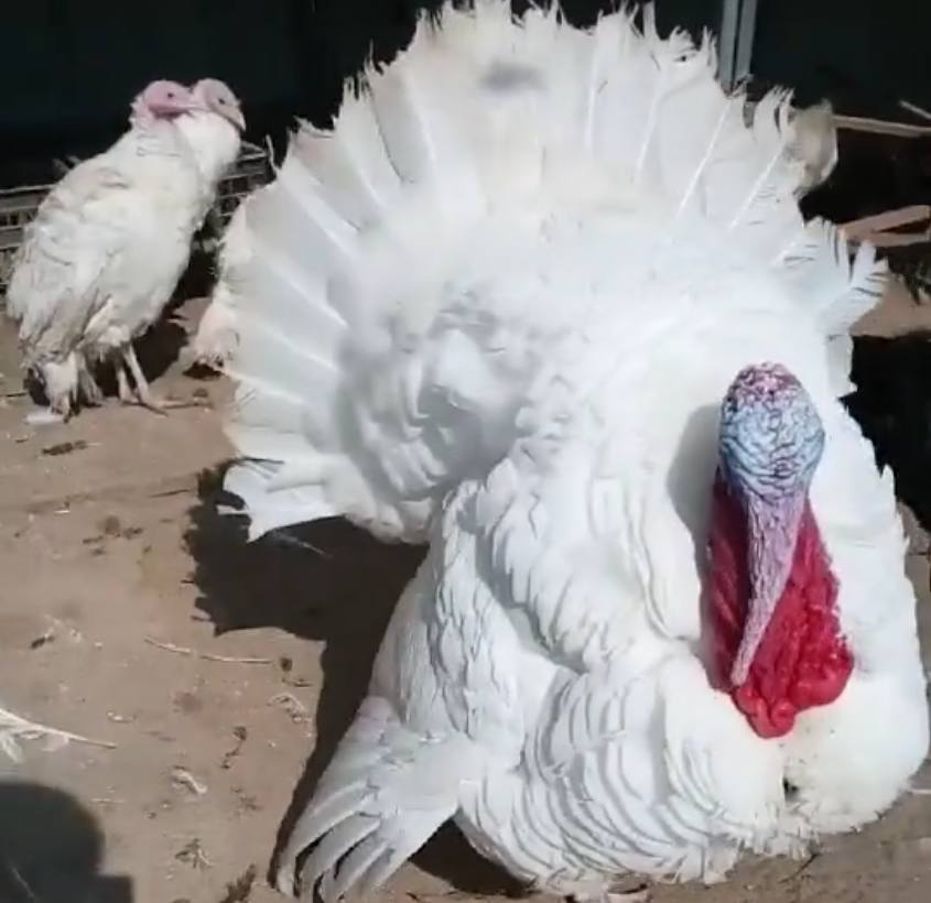 农村小伙养火鸡,营养价值具有“一高二低”的优点,一斤卖15元