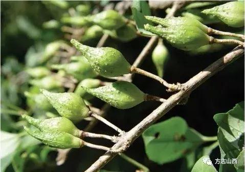 安泽古县五一旅游,安泽旅游景区有哪些