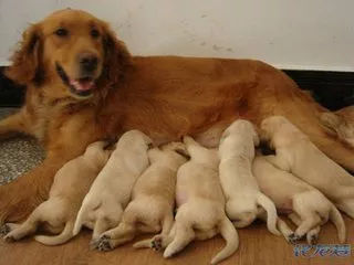 关于狗狗日常护理的视频,狗狗护理驱虫全套