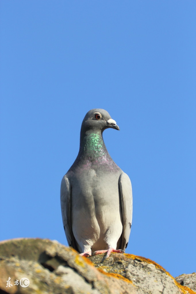 鸽子的正确养鸽方法,养鸽还应该注意什么