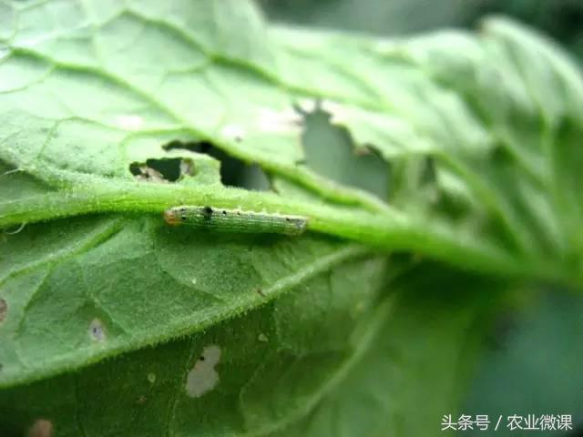 西瓜被“青虫”啃了怎么办？快看这些药剂