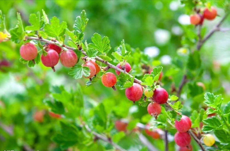 盘点世界上的奇特的水果,世界最奇葩罕见的20种水果