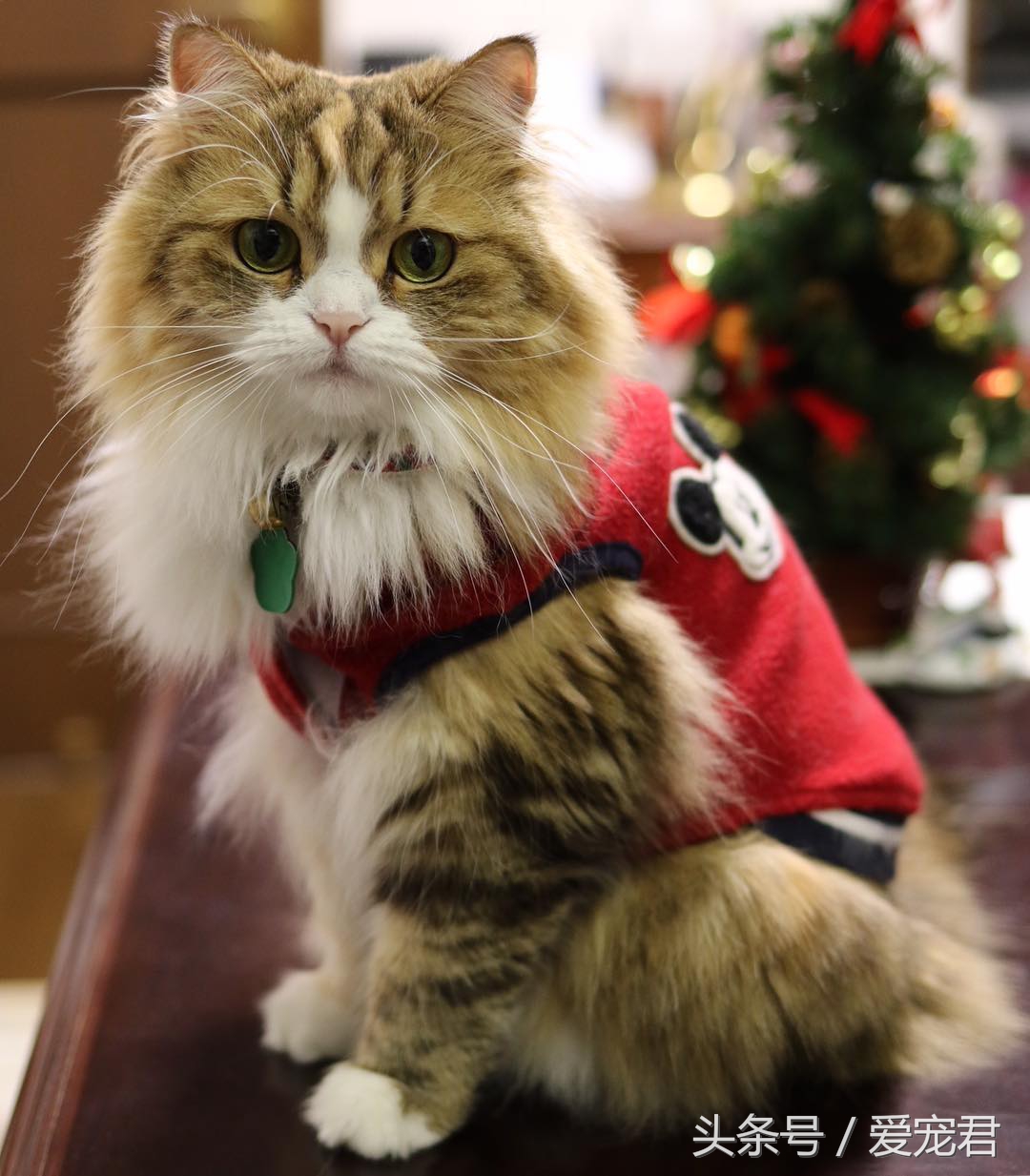 猫咪乱咬东西怎么纠正,猫咪乱咬东西怎么教训它