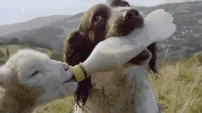 中国到底哪里的羊肉最好吃,中国最好吃的羊肉是哪个地方