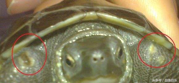 常见龟病的防治,龟腐甲怎么治疗最有效