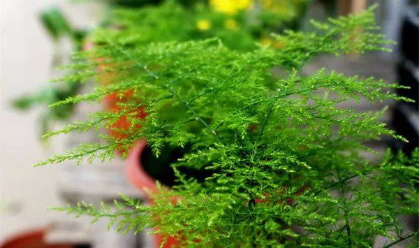 家里的植物叶子发黄怎么回事,叶子发黄的原因与处理方法