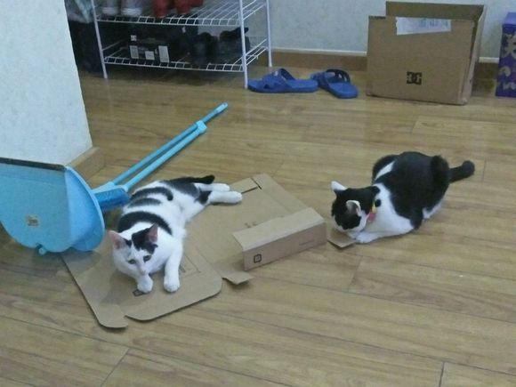 中华田园猫一般去哪里买,去猫市场买中华田园猫