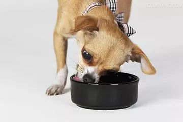 关于狗狗日常护理的视频,狗狗护理驱虫全套