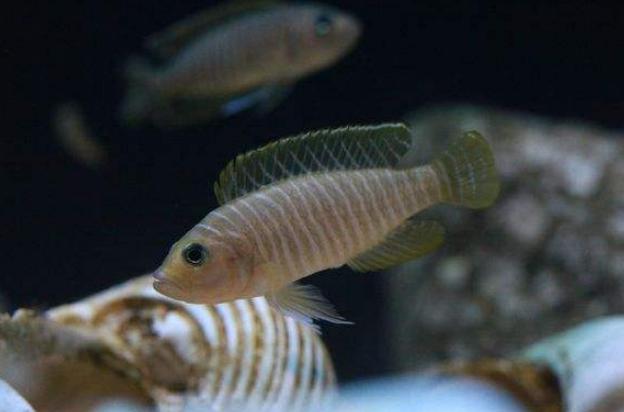 三湖慈鲷坦湖之美活体热带观赏鱼,常见的三湖小型鲷鱼有哪些