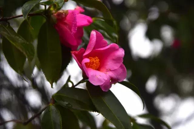 徒步四小时上山看雾凇,这个元旦去哪看雪