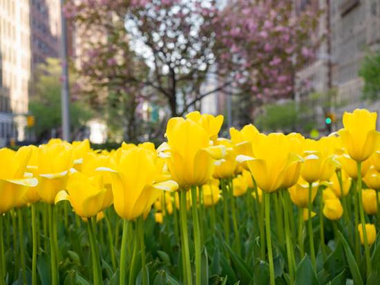 各种鲜花的名字和花语寓意,10种鲜花的英文名