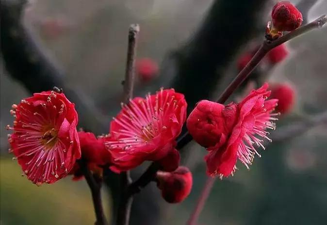 日本梅花品种和中国梅花区别,梅花十大稀有品种哪种梅花最珍贵