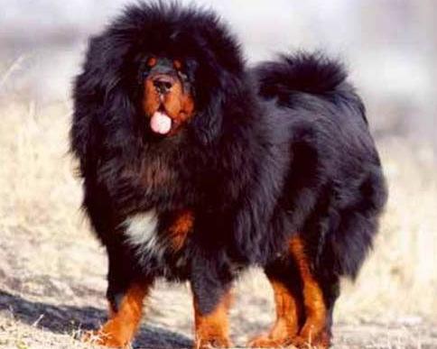 犬种百科之中亚牧羊犬,犬种百科之博美犬