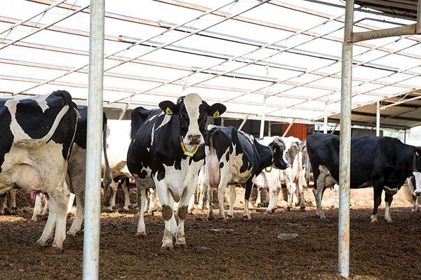 牛奶中的激素和抗生素,牛奶中的激素