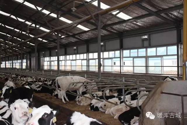 揭秘奶粉市场,黑河探店揭秘