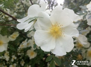 红米note3全网通拍照样张,魅蓝note3对比iphone6