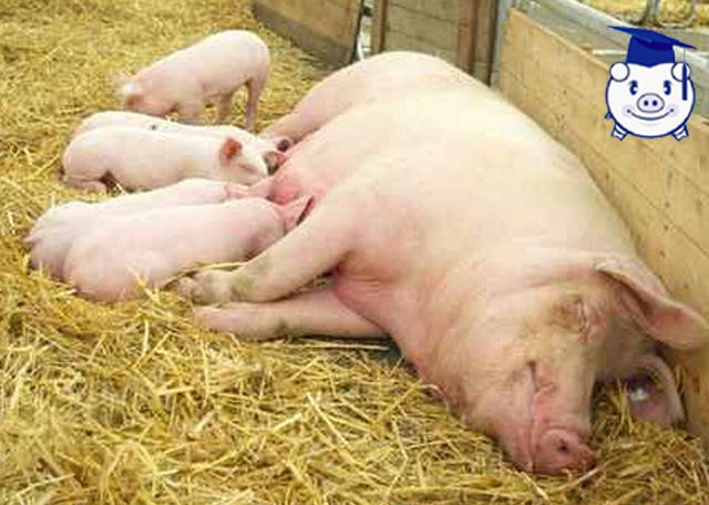 养猪的人最大的成就就是把猪养肥,母猪养猪技巧和方法最新