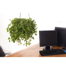 农村有一种草治牙痛特效,有一种草它有致命毒性