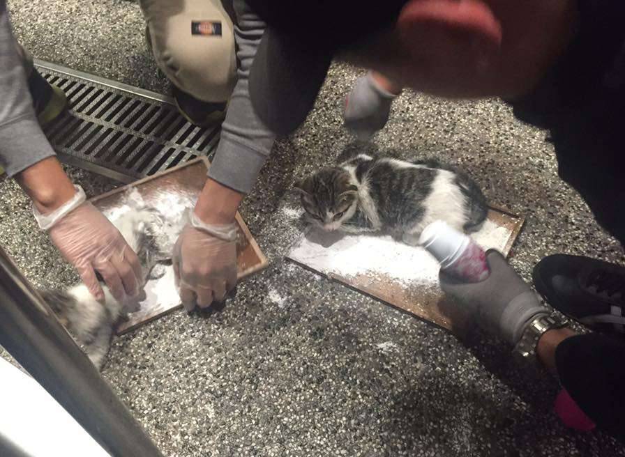 幼猫全被胶粘住了怎么办,猫粘到了粘鼠板怎么把猫弄出来