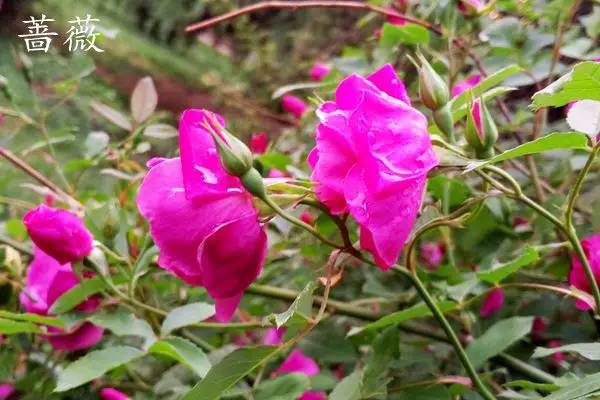 趣谈英文花名,趵突泉山大校区春天