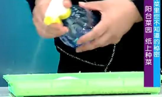 出来的五个种菜实用小技巧,纸上种菜可以种向日葵吗