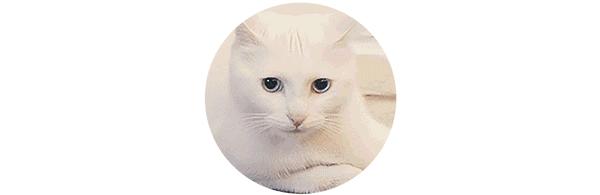 什么鱼做烤鱼最好吃刺少,哪种鱼做烤鱼比较好吃