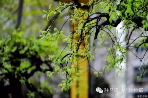 驻马店159是私人医院吗,驻马店159医院为啥改名