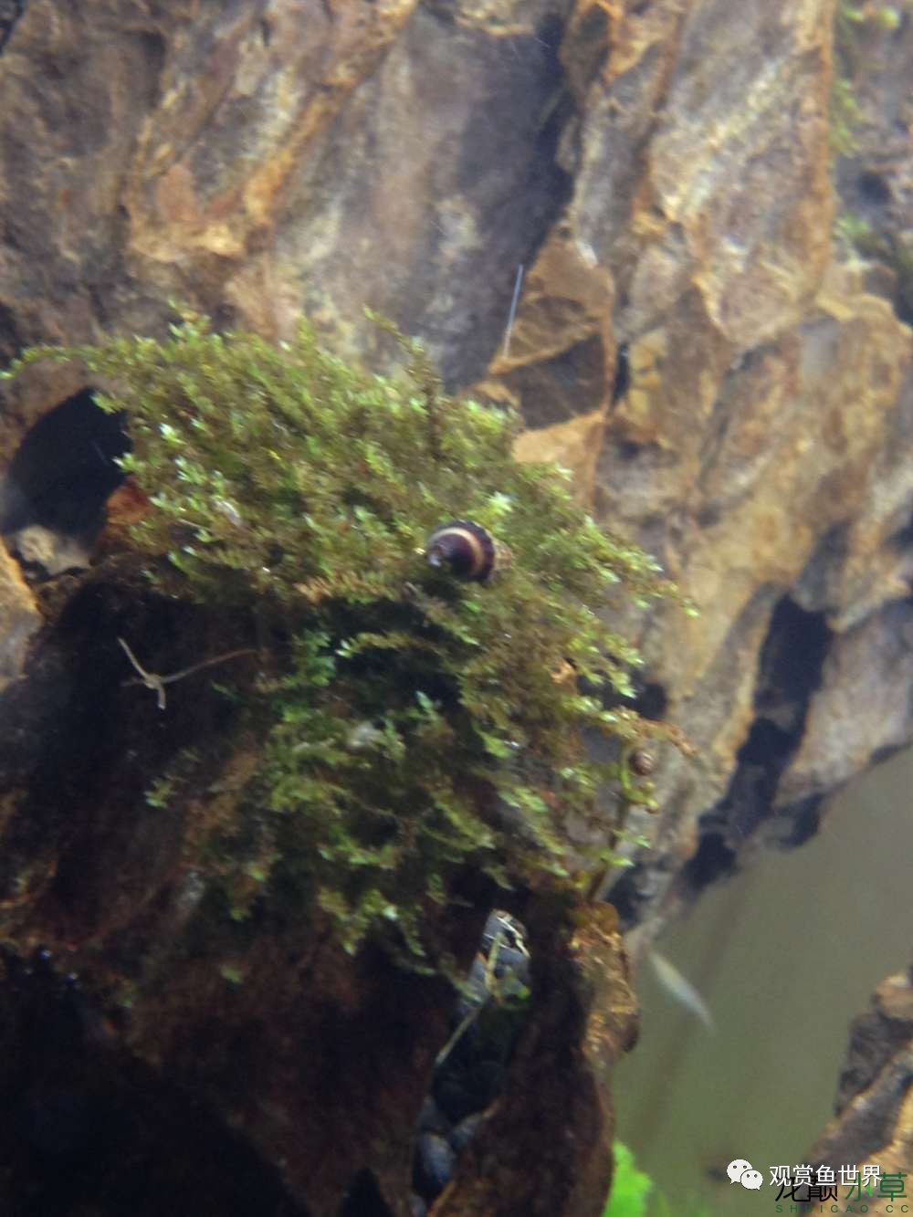 谦虚的新人晒一晒1米缸,“建缸”VS45天后(内涵多张细节图和详解!)