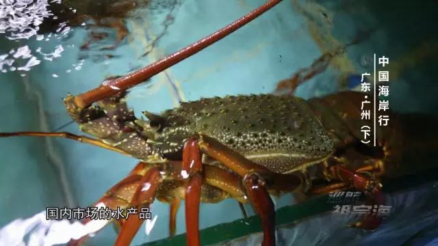 今晚22:40《巡航祖宗海》｜从余荫山房一窗观四季之景走广州小巷品地道爽鱼皮