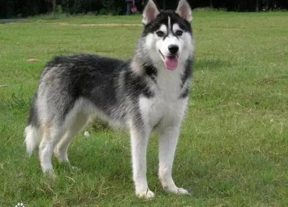 你必须知道的事情是什么,血统不纯正的哈士奇就是二哈吗