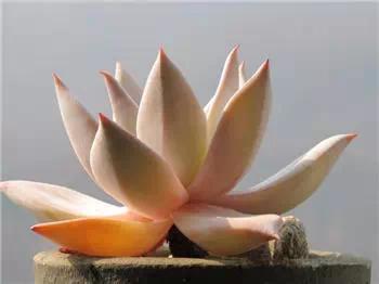 红梅多肉悬崖桩老桩,多肉老桩怎么养