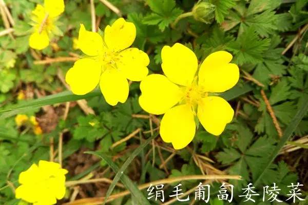 趣谈英文花名,趵突泉山大校区春天